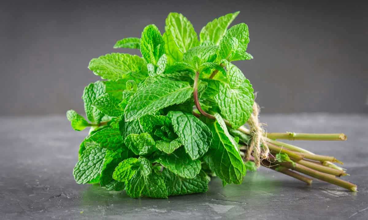 دسته نعنا- درمان جوش صورت